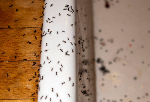 Best Termite Control Services  in Kirtland, OH