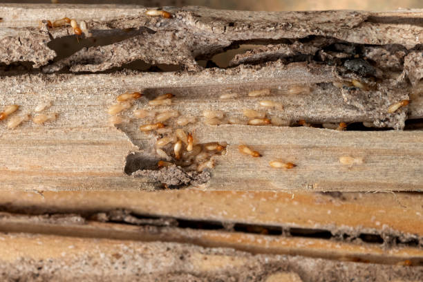 Best Emergency Pest Control  in Kirtland, OH