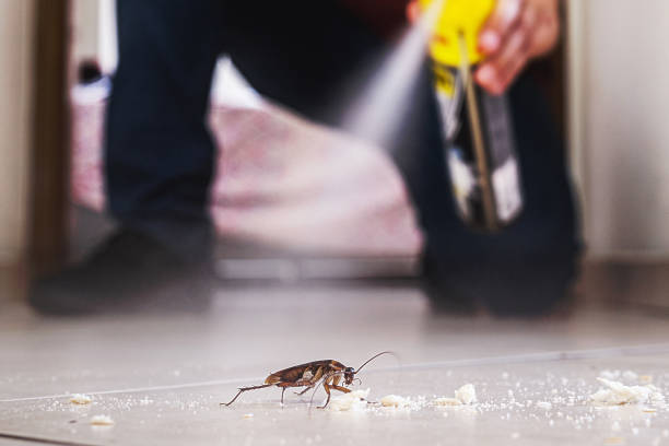 Best Wasp Removal Services  in Kirtland, OH